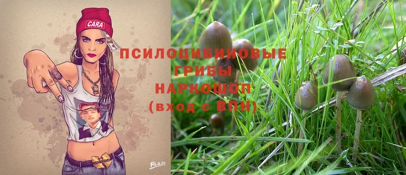 Псилоцибиновые грибы Psilocybe  купить наркоту  Тавда 